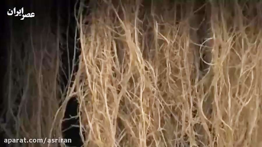 تولید دارو از ریشه گیاهان نادر