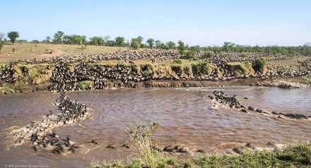 برترین عکس‌های حیات‌وحش سال