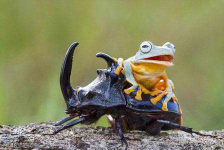 قورباغه های جالب