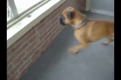 ترس عجیب یک سگ از برگ! +ویدیو