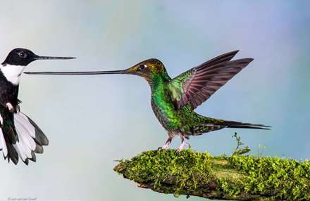 برترین عکس‌های حیات‌وحش سال