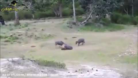 شکار جسورانه گاومیش توسط شیر ماده