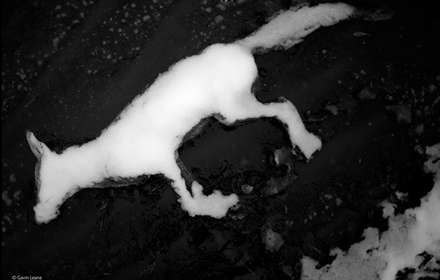 برترین عکس‌های حیات‌وحش سال