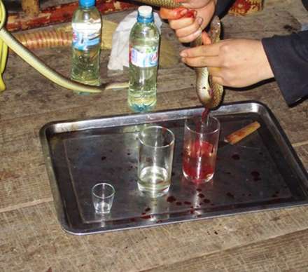رستورانی که به جای چای، خون افعی به مشتریان می دهد