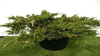 گیاه جونی پروس