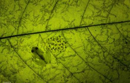 برترین عکس‌های حیات‌وحش سال