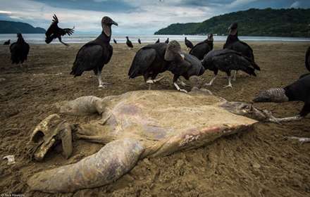 برترین عکس‌های حیات‌وحش سال