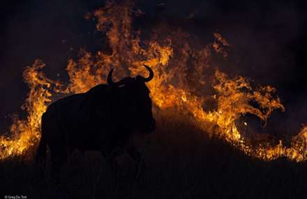 برترین عکس‌های حیات‌وحش سال