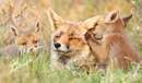 روباه های وحشی