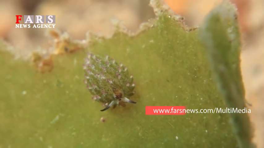 گوسفند دریایی هم رسید!