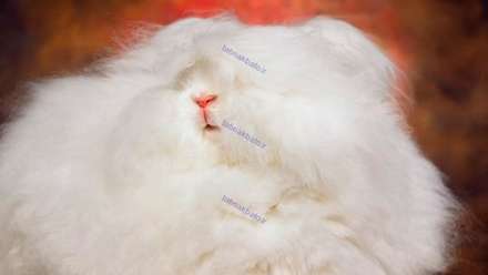 تصاوير جالب از خرگوش هایی که گوسفندند