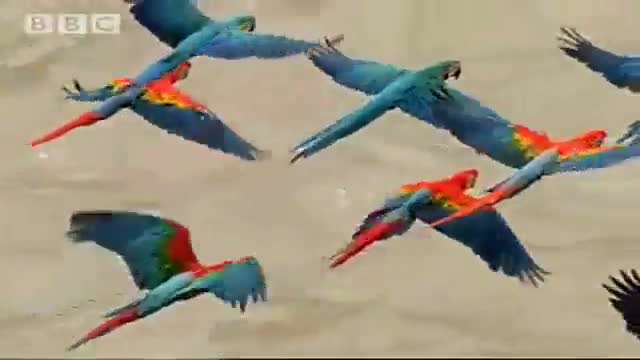 طوطی های بزرگ