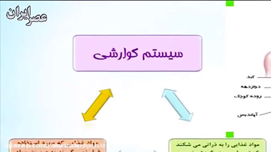 چگونگی عملکرد سیستم گوارشی