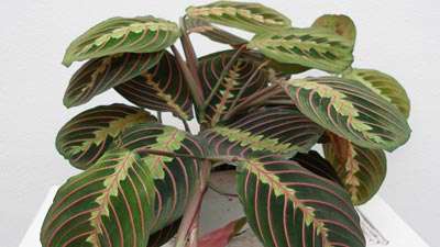 گیاه مارانتا (آموزش به زبان آذری)