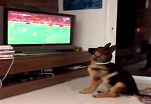 وقتی سگ ها فوتبال تماشا می کنند