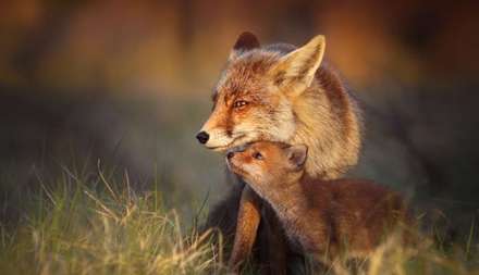 روباه های وحشی