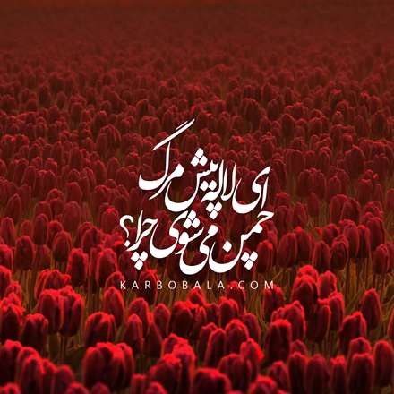 ای لاله، پیش مرگ چمن می‌شوی چرا؟