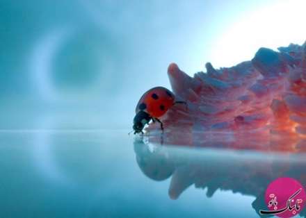 تصاویر باورنکردنی موجودات از نمای نزدیک