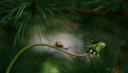 دنیای حلزون‌ها در قاب دوربین