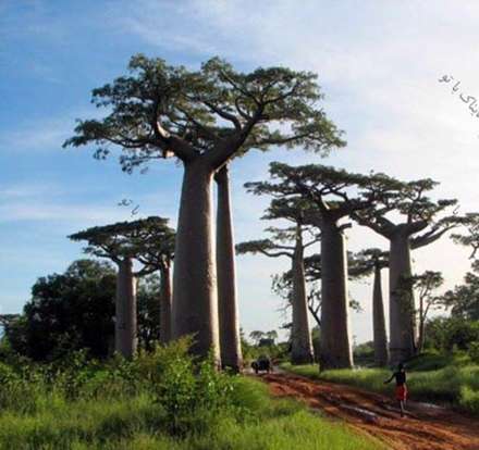 تصاویر فوق العاده دیدنی از این درختان خاص و زیبا