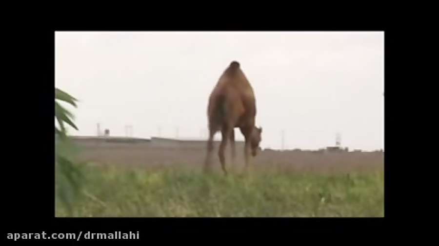 خواص شیر شتر - دکتر ملاحی