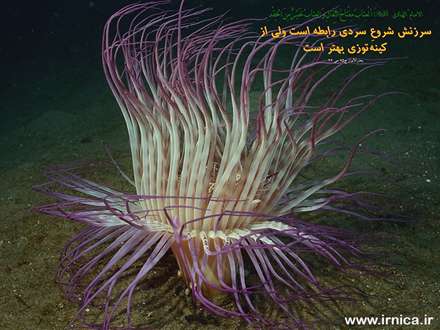 حدیثی از امام هادی (ع)