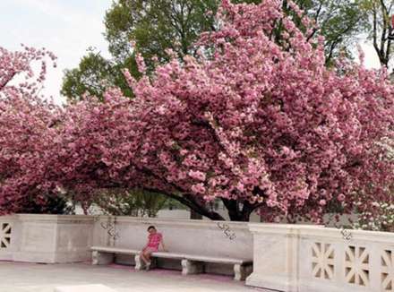 تصاویر فوق العاده دیدنی از این درختان خاص و زیبا