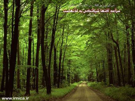 حدیثی از امیرالمومنین