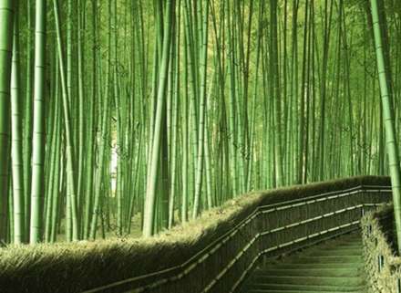 تصاویر فوق العاده دیدنی از این درختان خاص و زیبا