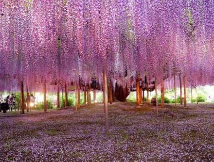 تصاویر فوق العاده دیدنی از این درختان خاص و زیبا