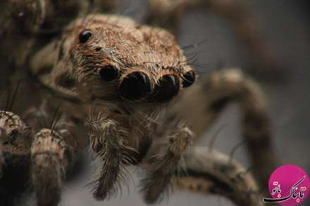 تصاویر باورنکردنی موجودات از نمای نزدیک