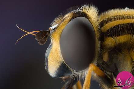 تصاویر باورنکردنی موجودات از نمای نزدیک