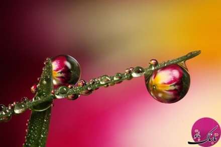 تصاویر باورنکردنی موجودات از نمای نزدیک