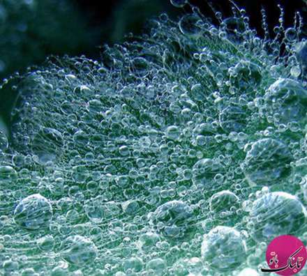 تصاویر باورنکردنی موجودات از نمای نزدیک