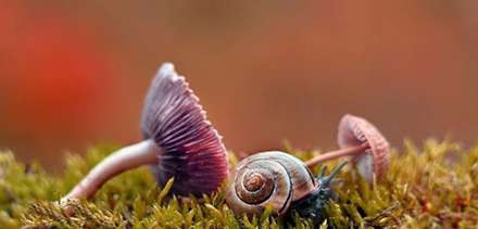دنیای حلزون‌ها در قاب دوربین