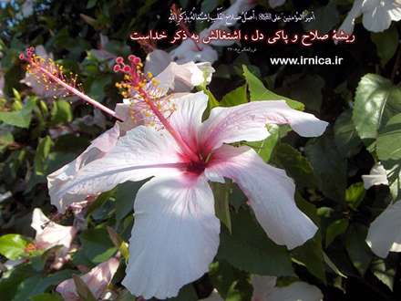 حدیثی از امیرالمومنین