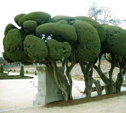 تصاویر فوق العاده دیدنی از این درختان خاص و زیبا