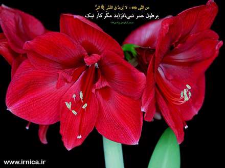 حدیثی از رسول اکرم