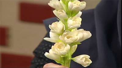 مونتاژ گل مریم