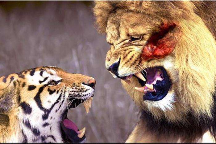 نبرد جالب ببر و شیر