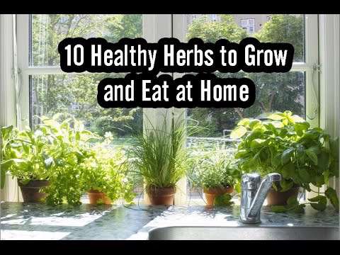 خواص دارو های گیاهی خانگی