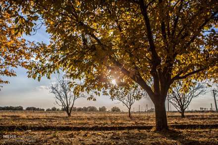 طبیعت پاییزی