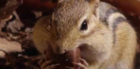 تلاش سنجاب برای بقا در زمستان