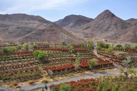 برداشت زرشک روستای مهموئی - بیرجند