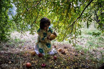 جشن انار در روستای انبوه