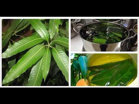 جوشاندن این برگ ها و درمان دیابت طور طبیعی