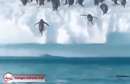 تصویر متحرکت ️تلاش جالب پنگوئن ها واسه پرت شدن به ساحل