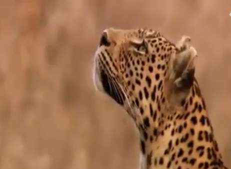 شکار حیرت انگیز جغد از درون لانه توسط پلنگ