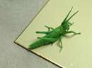 حشرات کاغذی بسیار طبیعی با اوریگامی