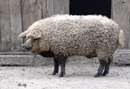خوک گوسفندی نژادی از خانواده خوک ها